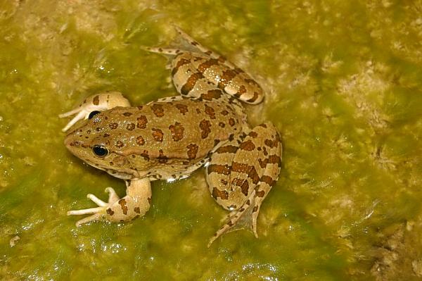 Pelophylax ridibundus