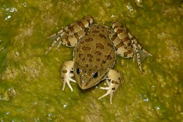 Pelophylax ridibundus