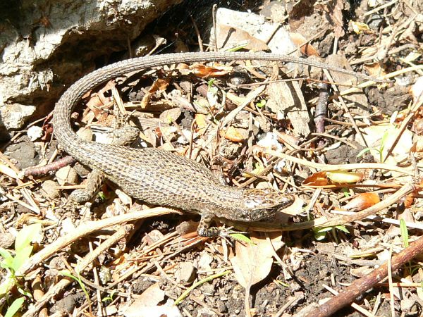 Algyroides nigropunctatus