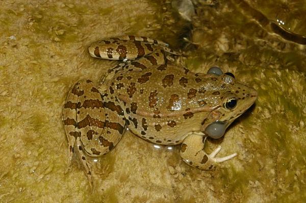 Pelophylax ridibundus