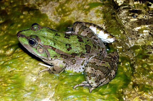 Pelophylax kurtmuelleri