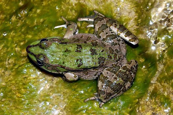 Pelophylax kurtmuelleri