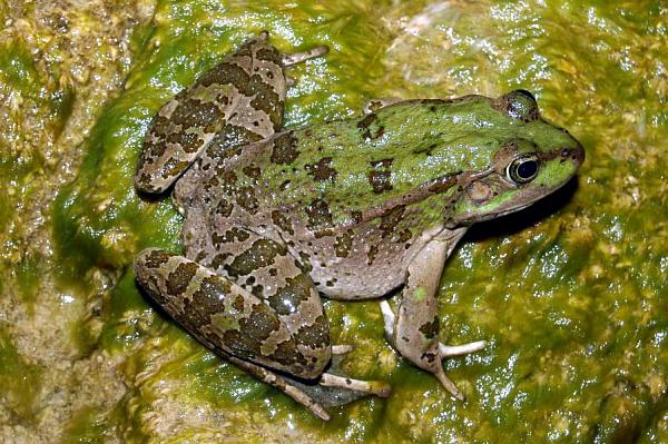 Pelophylax kurtmuelleri