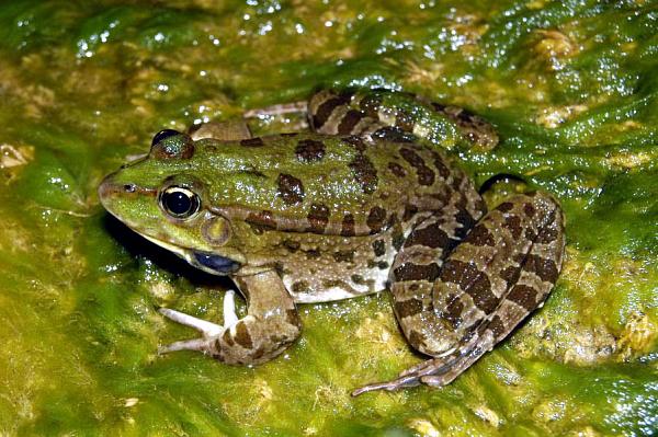 Pelophylax kurtmuelleri