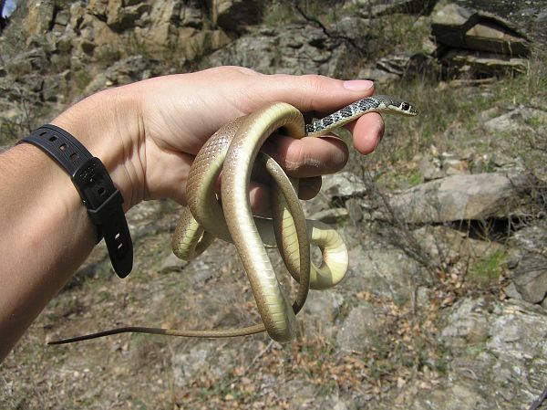 Platyceps najadum