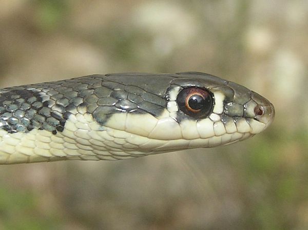 Platyceps najadum