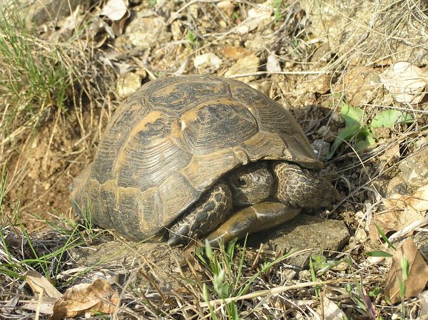 Testudo graeca