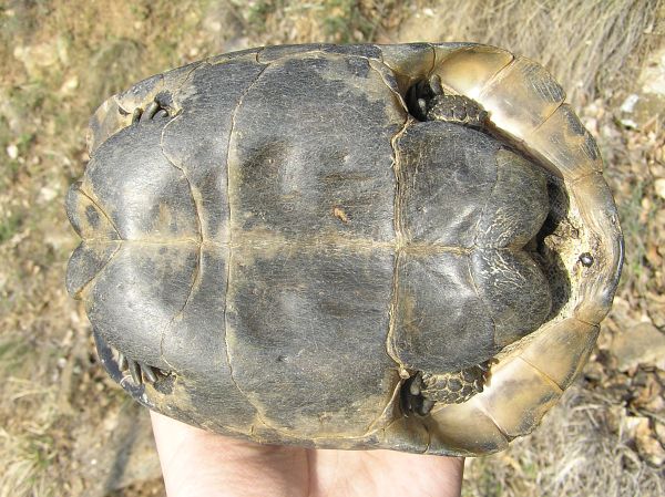 Testudo graeca