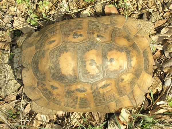 Testudo graeca