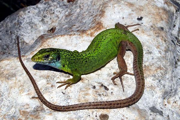 Lacerta viridis