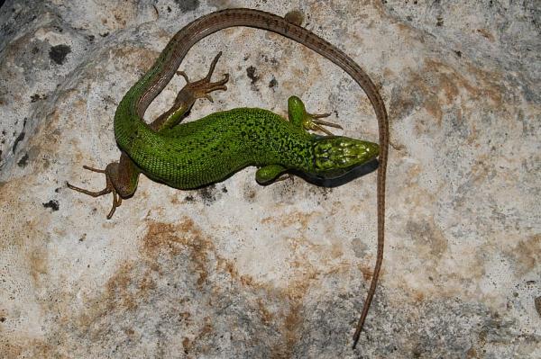 Lacerta viridis