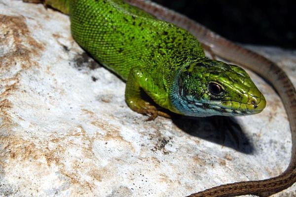 Lacerta viridis