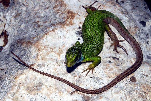 Lacerta viridis