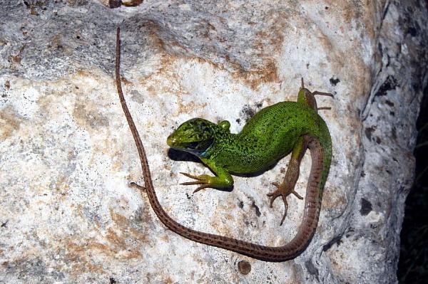 Lacerta viridis