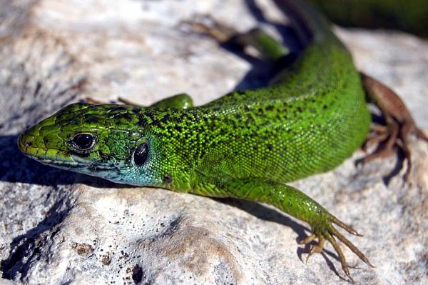 Lacerta viridis