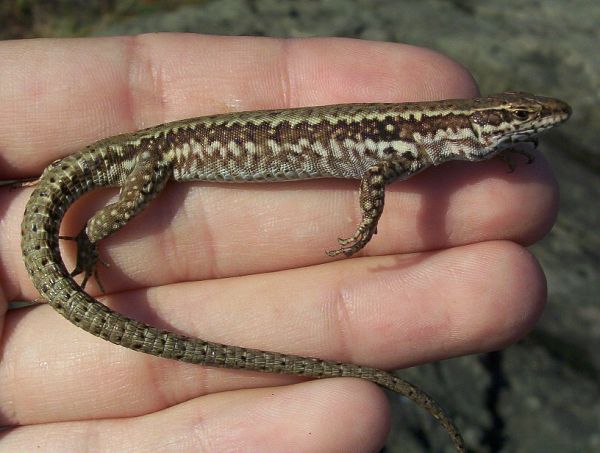 Podarcis muralis