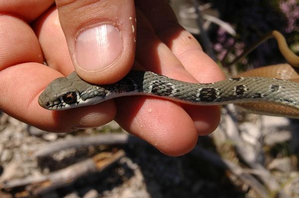 Platyceps najadum