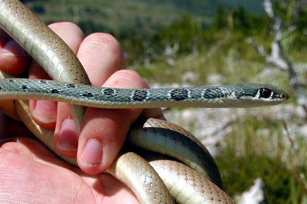 Platyceps najadum