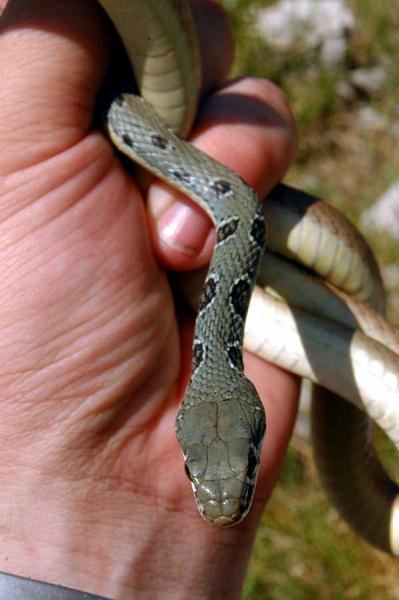 Platyceps najadum