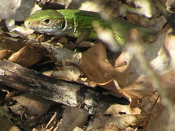 Lacerta viridis