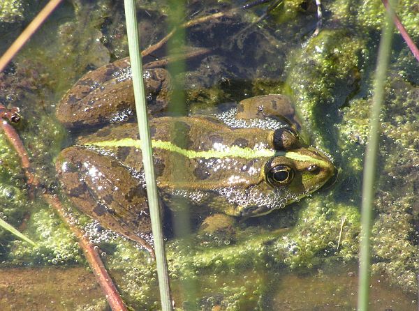 Pelophylax ridibundus