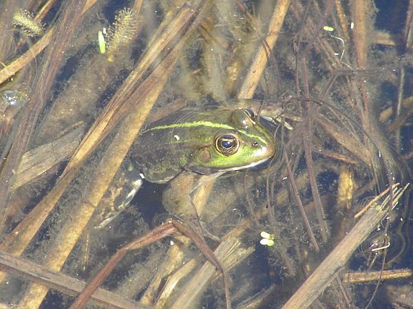 Pelophylax ridibundus