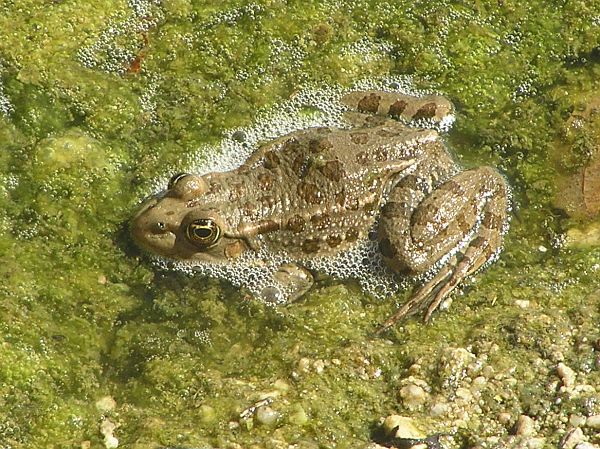 Pelophylax ridibundus