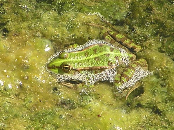 Pelophylax ridibundus