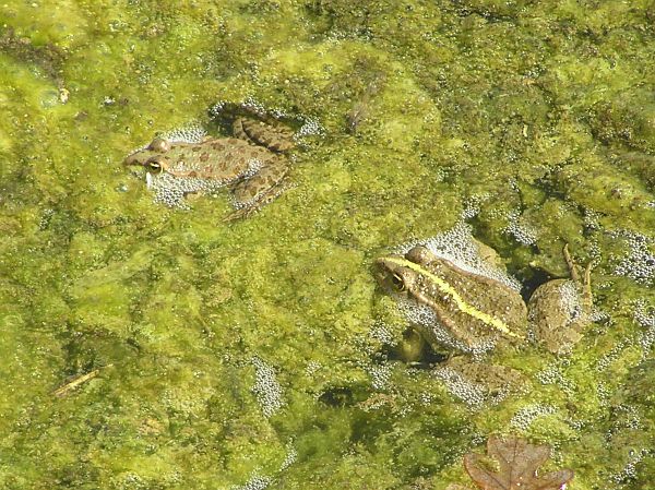 Pelophylax ridibundus