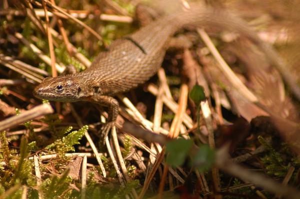 Algyroides nigropunctatus