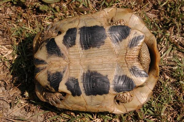 Testudo hermanni