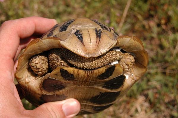 Testudo hermanni
