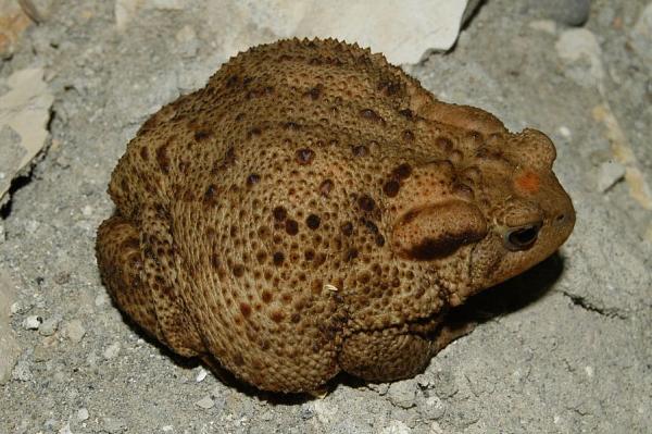 Bufo bufo