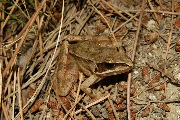 Rana dalmatina