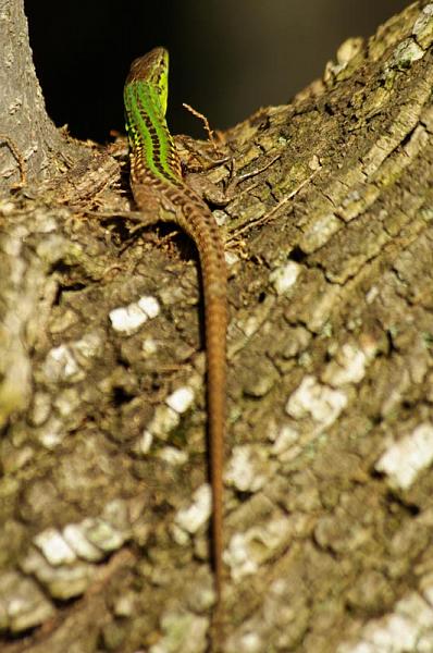 Podarcis siculus