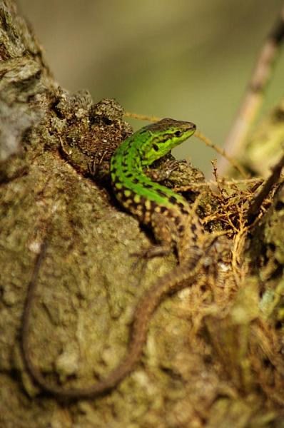 Podarcis siculus