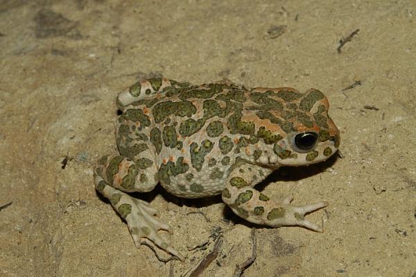 Pseudepidalea viridis