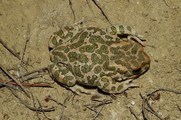 Pseudepidalea viridis