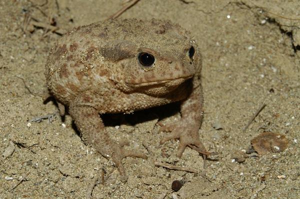 Bufo bufo