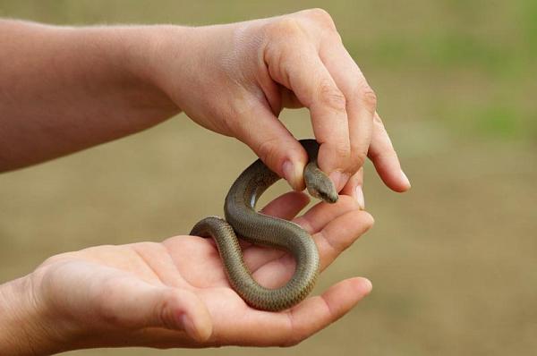 Anguis fragilis s.l.