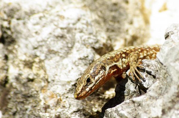 Podarcis muralis