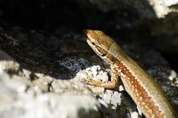 Podarcis muralis