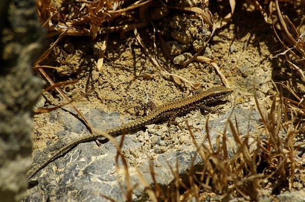 Podarcis muralis