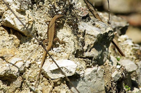 Podarcis muralis