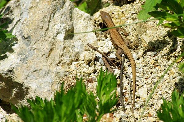 Podarcis muralis