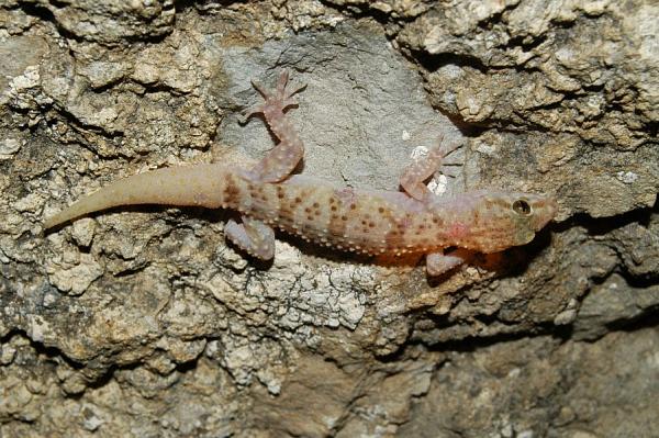 Hemidactylus turcicus