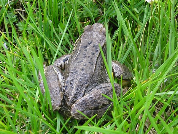 Rana temporaria