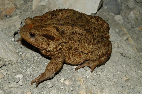 Bufo bufo