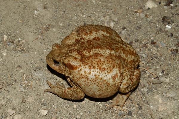 Bufo bufo