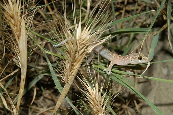 Hemidactylus turcicus